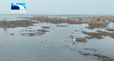 人与自然 | “国宝”东方白鹳连续两年“做客”宜城