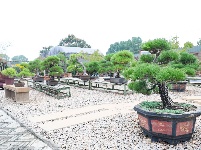 图集丨长湖花木大世界：浪漫秋色 花卉飘香