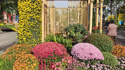 现实版“莫奈花园”来了！武汉今秋最大花展明日开幕