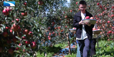恩施巴东：高山荒坡结“甜果” 科技赋能促增收
