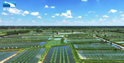 长江畔的亿元村：“中国养鳝第一村”的振兴密码