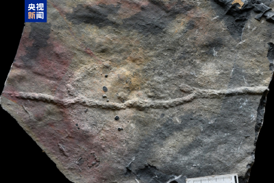 科学家发现迄今最古老的复杂三维潜穴系统