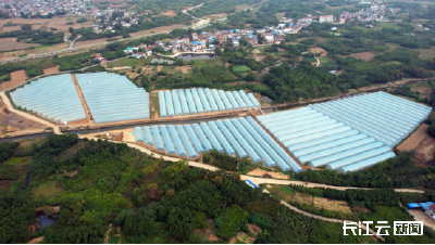 孝感孝昌：订单种植贝贝南瓜 小产业种出乡村振兴好“钱” 景
