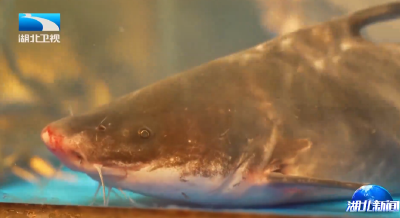 金秋好“丰”景 湖北鱼“跃”向全国餐桌