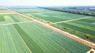 牢记嘱托 向“新”而行——嘉鱼县潘家湾镇蔬菜产业蝶变记