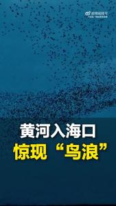 黄河入海口惊现“鸟浪”，犹如巨鲸腾空、鲲鹏展翅