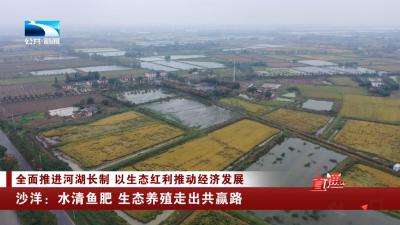 荆门沙洋：水清鱼肥 生态养殖走出共赢路