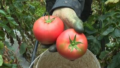 宜昌长阳：高山蔬菜“避雨延秋”  带动3万菜农增收致富