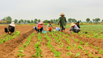 一颗甘蓝的绿色革命