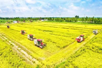 湖北粮仓的荆州担当