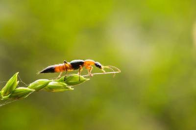 近期“飞行的硫酸”活跃，遇到千万别拍！