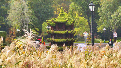 武汉今秋最大花展，限时一个月，免费！