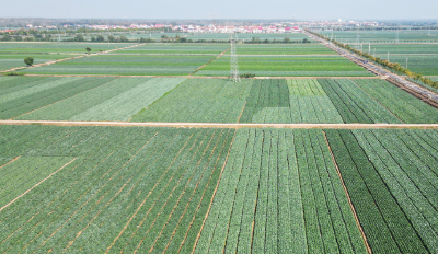 嘉鱼：一颗甘蓝托举10亿元富民产业