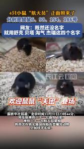 4只小鼠“航天员”正面照来了