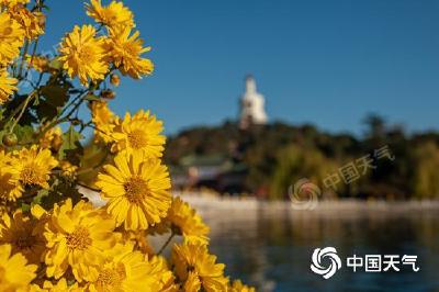 全国重阳节出游天气地图出炉 五大名城赏菊指南请收好