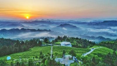 一叶“藤”飞香天下——来凤县推动藤茶产业高质量发展纪实