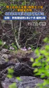 男子非法采挖7株野生兰花回家栽种，被判缓刑