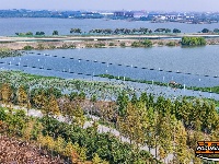 图集 | 荆州长湖湿地秋日养护 碧水彩林相映如画
