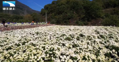 黄冈麻城：科技赋能“小菊花” 铸就麻城“大产业”