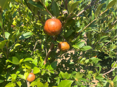 荒山变“油山” 阳新县枫林镇油茶产业结出“振兴果”