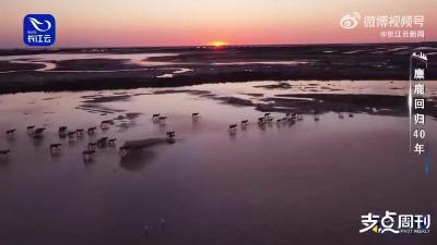 让麋鹿回归自然，恢复原有野生种群的状态，是保护的初衷