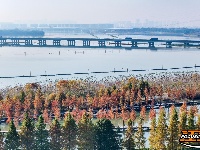 图集 | 樱花谷水杉林迎来最佳观赏期