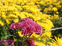 孝感云梦：金秋菊花开 如诗如画引人来