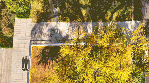 武汉为百年古树建公园，免费开放！