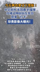 今天神农架又下雪了！中华斑羚 毛冠鹿 豹猫等珍稀动物纷纷在冬日现身“打卡”