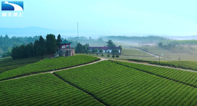 咸宁赤壁：全链条发力 赤壁青砖茶产业驶入发展快车道