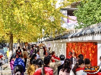 荆州街头银杏金黄 氛围感拉满！