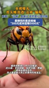 央视曝光：虎头蜂酒治病是虚假宣传