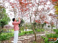 图集 | 荆州浅山森林美术园“枫”景正美