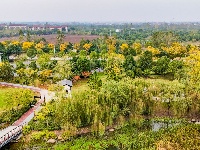 图集丨银杏上金妆！ 荆州纪南文旅区限定款秋色上线