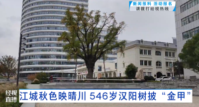 江城秋色映晴川 546岁汉阳树披“金甲”