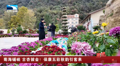 菊海铺峡 古杏披金！保康五彩秋韵引客来