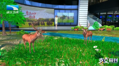 麋鹿回归40年 | 呦呦鹿鸣 生生不息