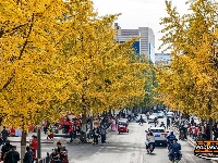 荆州街头银杏金黄 氛围感拉满！