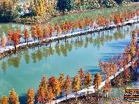 图集 | 樱花谷水杉林迎来最佳观赏期