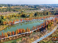 图集 | 樱花谷水杉林迎来最佳观赏期