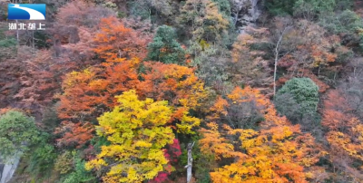 恩施巴东：彩色森林好景致 层林尽染美如画