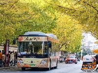 荆州街头银杏金黄 氛围感拉满！