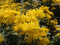 孝感云梦：金秋菊花开 如诗如画引人来