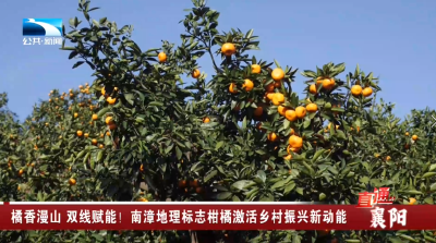 橘香漫山 双线赋能！南漳地理标志柑橘激活乡村振兴新动能