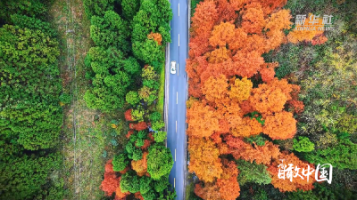 瞰中国 | 湖北咸丰：层林尽染入画来