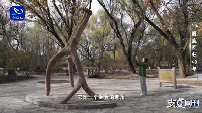 啊？这鹿角居然倒着站也不倒