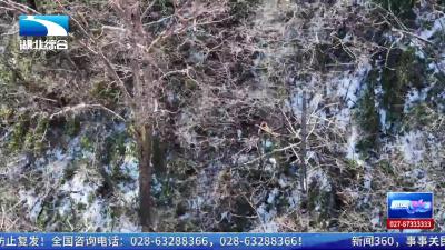 恩施巴东：800多只川金丝猴“下山”觅食 灵动身影尽显生态之美