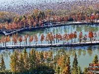 图集 | 樱花谷水杉林迎来最佳观赏期