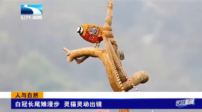 人与自然｜白冠长尾雉漫步 灵猫灵动出镜