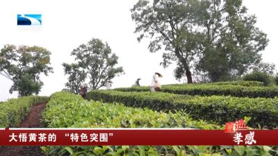 大悟黄茶的 “特色突围”